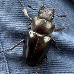 ミヤマクワガタ　筑波山の画像