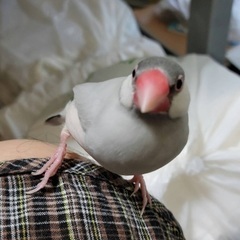 手乗り文鳥 7/28受取できる方