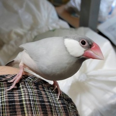 手乗り文鳥（シルバー） 7/28受取可能の方