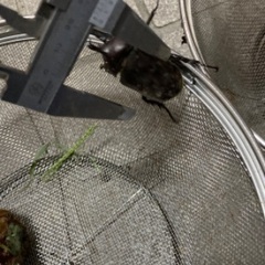 カブトムシ大　生体　値下げ　放生の画像