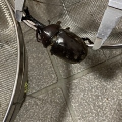 カブトムシ大　生体　値下げ　放生
