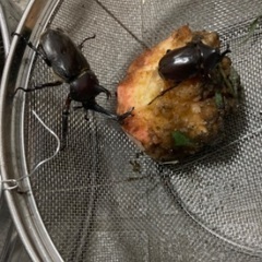 カブトムシ大　生体　値下げ　放生の画像