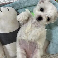 マルビション