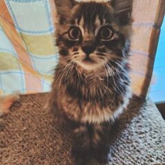 譲渡成立しました！ありがとうございました。穏やかな美猫君