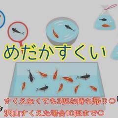 めだかすくい🐟無人販売所　東大阪市　改良メダカ