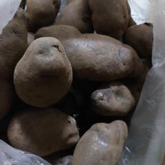 ジャガイモの画像