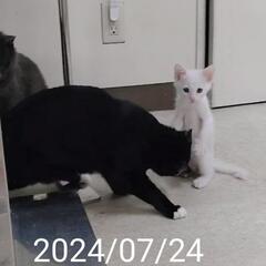 ホワイトソリッド　オス　離乳しました　猫白血病ウイルスは陰性です