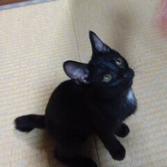 【トライアル決定。一旦募集停止します】黒猫ちゃん、かまってアピー...