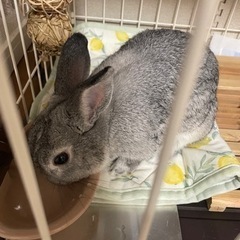 ミニウサギちゃん