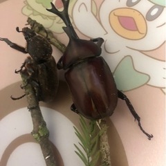さいたま市天然カブトムシの画像