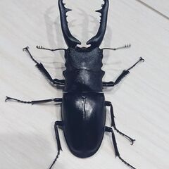 ギラファノコギリクワガタ　ペア　♂83.5㎜♀40.0〜