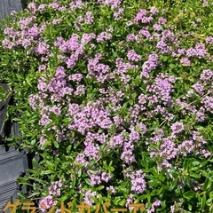 防虫　抗菌　消臭　自家製ハーブのサシェ　タイムの画像
