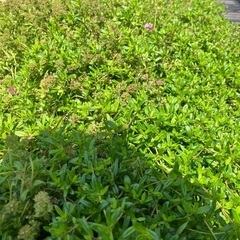 防虫　抗菌　消臭　自家製ハーブのサシェ　タイムの画像