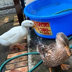 アヒル里親　白雄　柄雌　生後2ヶ月目 - 揖斐郡