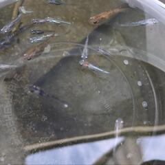 ミックスメダカ針子〜稚魚20匹