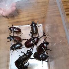 カブトムシ差し上げます一時受付を停止します。