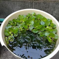 ホテイアオイと水草アナカリス差し上げます