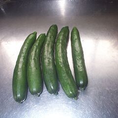 きゅうり　15本　　家庭菜園　