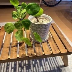 ピレアペペロミオイデス