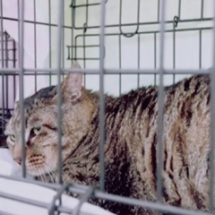 🍀🐈7月27日(土)🦮🍀島忠ホームズ昭島店様にて毎月第4土曜日『...