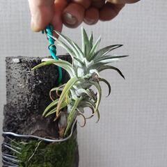 チランジア