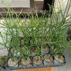 【大幅値下】観葉植物・ミルクブッシュ