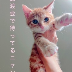 🍀🐈7月27日(土)🐕‍🦺🍀島忠ホームズ昭島店様にて毎月第4土曜...