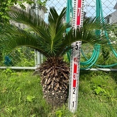 ソテツ　蘇轍　