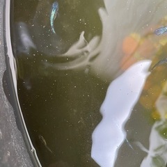 黒ラメ　サファイア系 メダカ （青色）メダカ5匹セットの画像