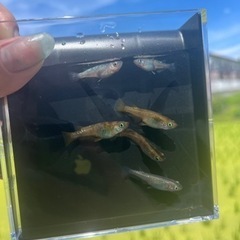 べっ甲メダカ針子