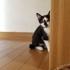 生後3～4か月子猫　里親様探してます - 岩出市