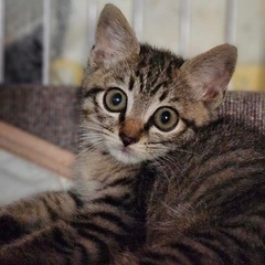 子猫達の里親希望者さん募集中！！
