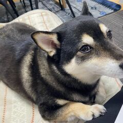 日勤のみ！介護助手・ヘルパー＊利用者さんの介助ではほとんどありません。の画像