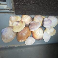 ❇️値下げ辻堂貝殻の画像