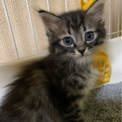 6月5日生まれ  メス  長毛 決まりました！