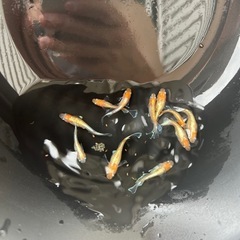 レッドクリフ紅白 若魚 1匹