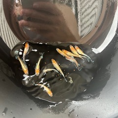 レッドクリフ紅白 若魚 1匹の画像