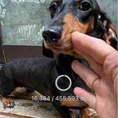 ミニチュアダックススムース決まってます