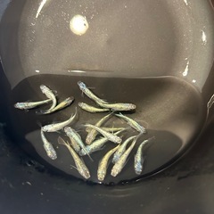 ネプチューン 成魚　1匹