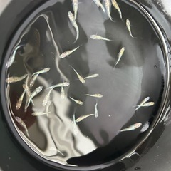 よざくら 成魚　1匹