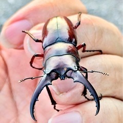 『２匹』オキナワノコギリクワガタ♂ミドルサイズ⭐️夏休み格安出品...