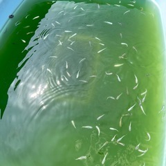 御神めだか　ラメ王