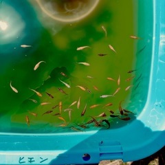 御神めだか　飛燕