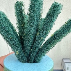 御神めだか　飛燕の画像