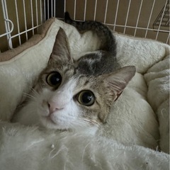  猫と人が大好きな女の子🐱👧🏻