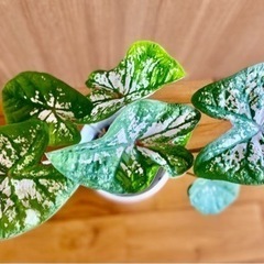 観葉植物　カラジウム ピンクスプラッシュの画像