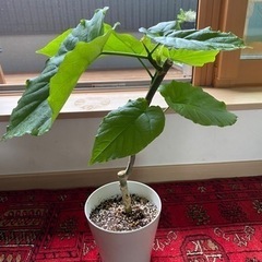 【決まりました】観葉植物  フィカスウンベラータ