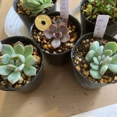 多肉植物5ポットセット
