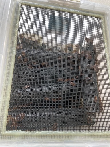 デュピア繁殖セット