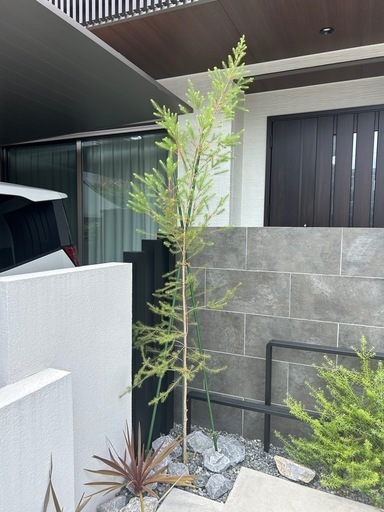 メディカルティーツリー